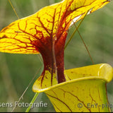 Sarracenia Flava  "Pender Country"
