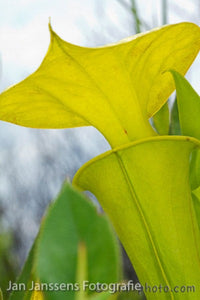 Sarracenia Flava  "Pender Country"