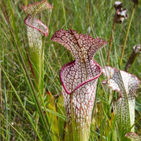 Sarracenia Leucophylla  Santa rosa CO.