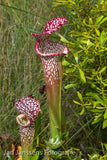 Sarracenia Leucophylla  Santa rosa CO.