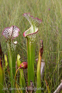 Sarracenia Leucophylla  Santa rosa CO.