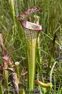 Sarracenia Leucophylla  Santa rosa CO.