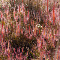 Drosera  binata var. binata  (Anglesea, Victoria)