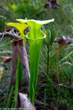 Sarracenia Flava  "Walton Country"