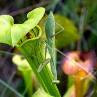 Sarracenia Flava  