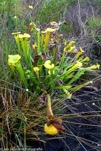 Sarracenia Flava  "Walton Country"