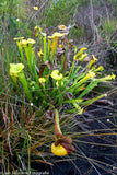 Sarracenia Flava  "Walton Country"