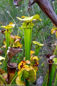 Sarracenia Flava  