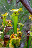 Sarracenia Flava  "Walton Country"
